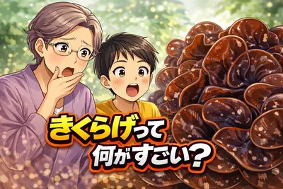 きくらげって何がすごい？栄養・食感・おいしい食べ方までわかりやすく解説