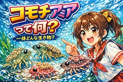 コモチアミアって何？出現場所・釣り方・豊穣期で狙うコツまでわかりやすく解説